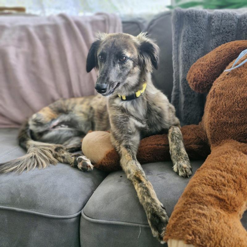 NEW: Dog show in aid of Mo Chara Animal Rescue to take place in Tipperary this month