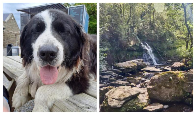 'A true legend of a dog': Laois mourns death of four-legged Glenbarrow guide