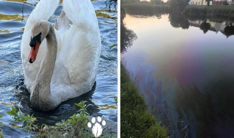 Oil damaged swan family from Laois pond unable to be released