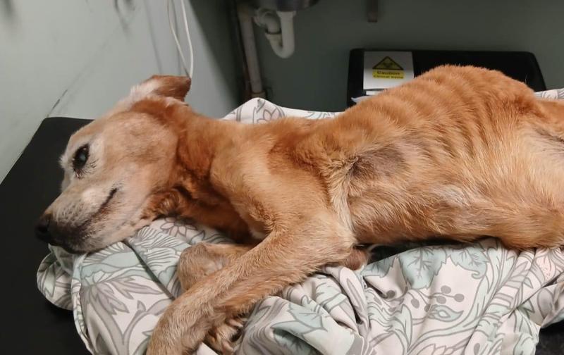 Gardaí respond after 'neglected dog' outrage online with Kildare Animal Foundation