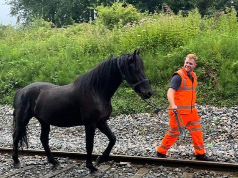 'Men and beasts safe and well': Commuters face horsing around on their train journey