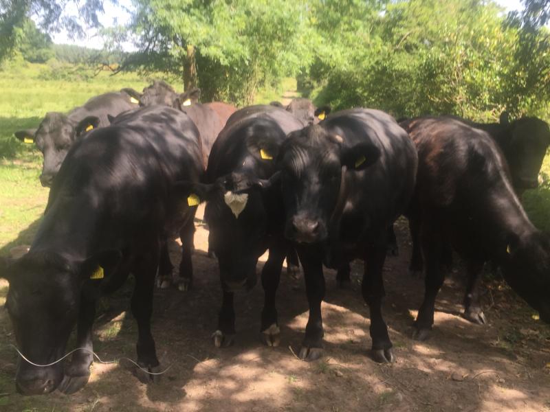CATTLE