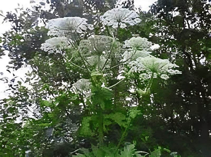 Initiative continues to control the invasive Giant Hogweed in Limerick river basin