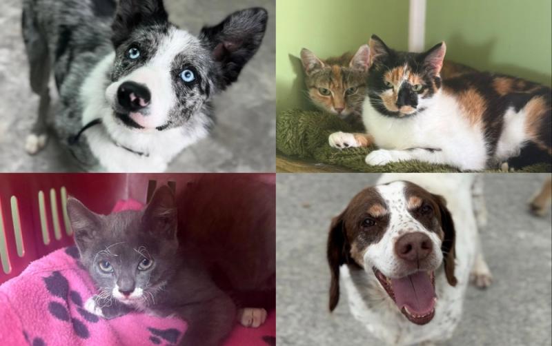 Volunteer opportunities open soon at Leitrim&rsquo;s only animal shelter