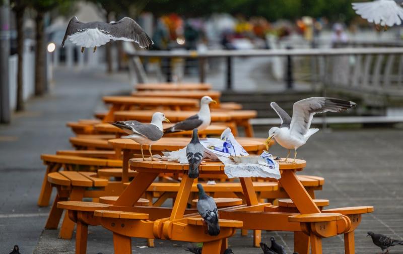 Limerick riverside seagulls make a meal of leftover dinner rubbish