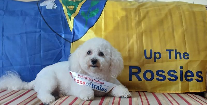 Bailey for Nose of Tralee