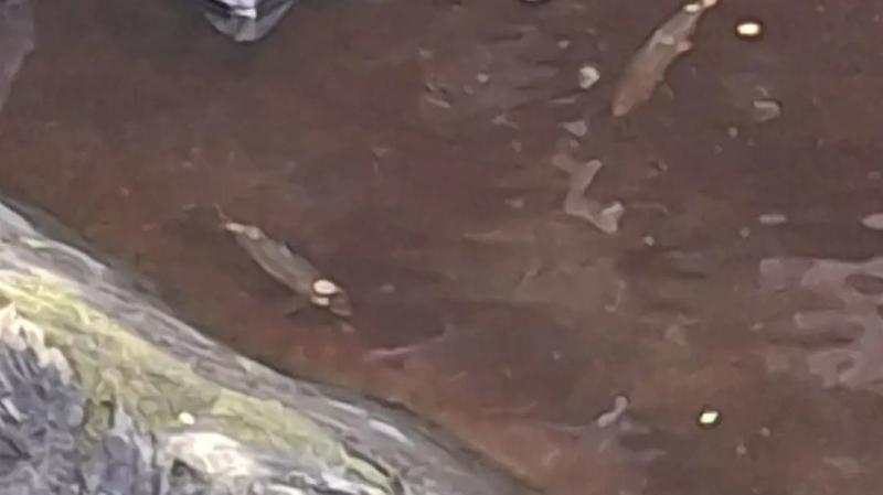 Investigation under way into sick Buncrana fish 