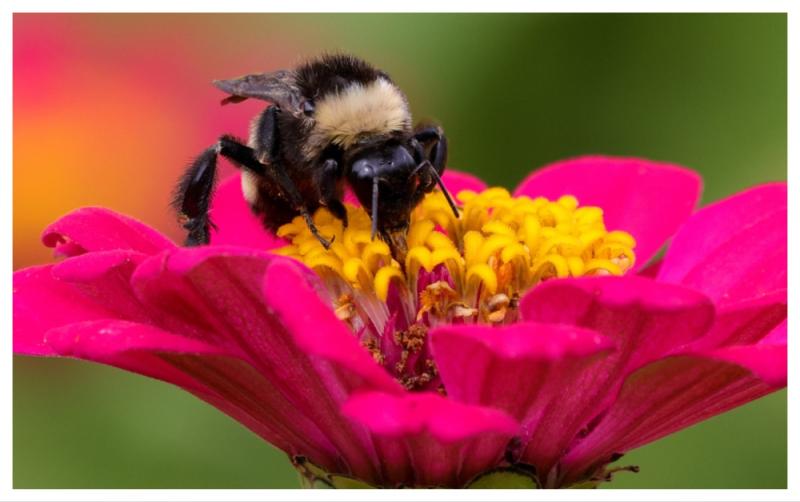 Free Pollinator Planting Workshop will have Waterford buzzing