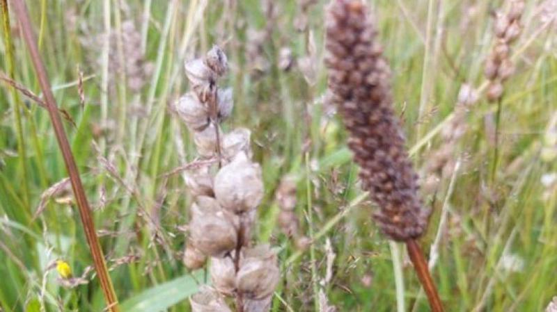 Limerick sows seeds of change with biodiversity workshop