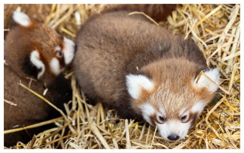 Fota Wildlife Park welcomes two rare red panda cubs and they need names!