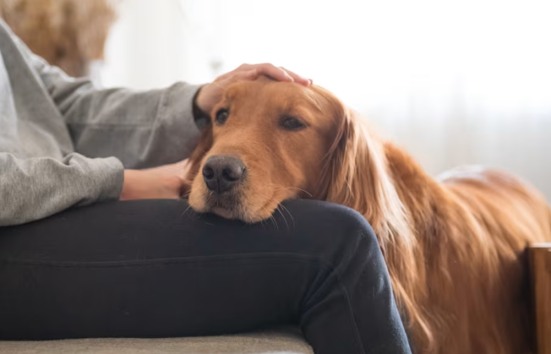 New Laois business offers memorials and cremations for pets