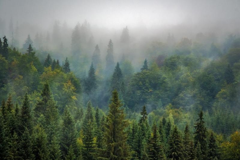forests