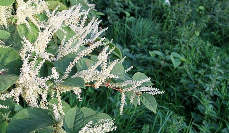 Leitrim County Council urged to act on invasive plant posing a danger to homes across the county