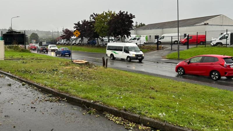 Ballyraine in Letterkenny's 90-year-old sessile oak tree chopped down overnight