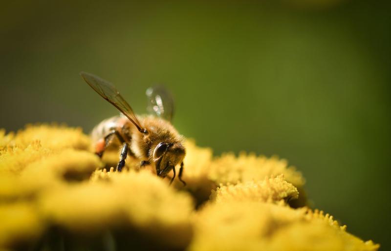 bumblebee