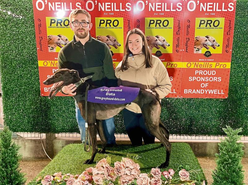 Derry Greyhounds: Diego's Manna is the star of Greyhound Data Gala Night