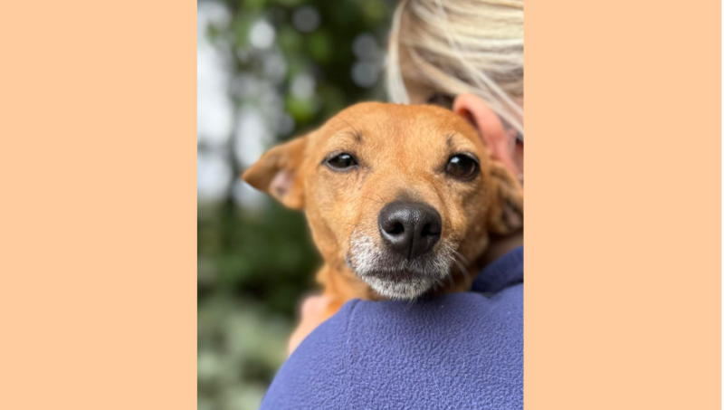 Dog and puppies dumped in Carlow amid heart-warming rescue story