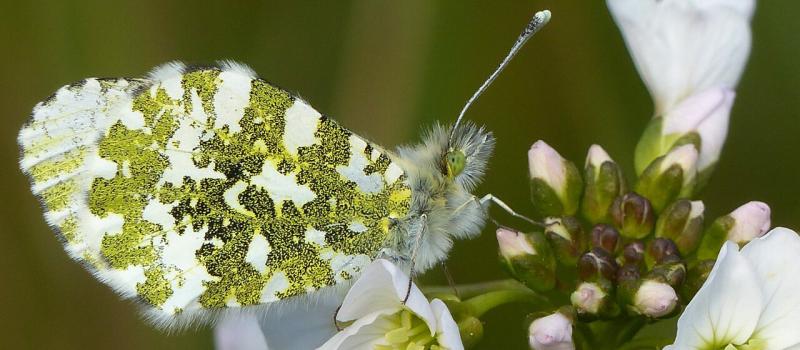 Polliconnect Project in full bloom across Limerick communities