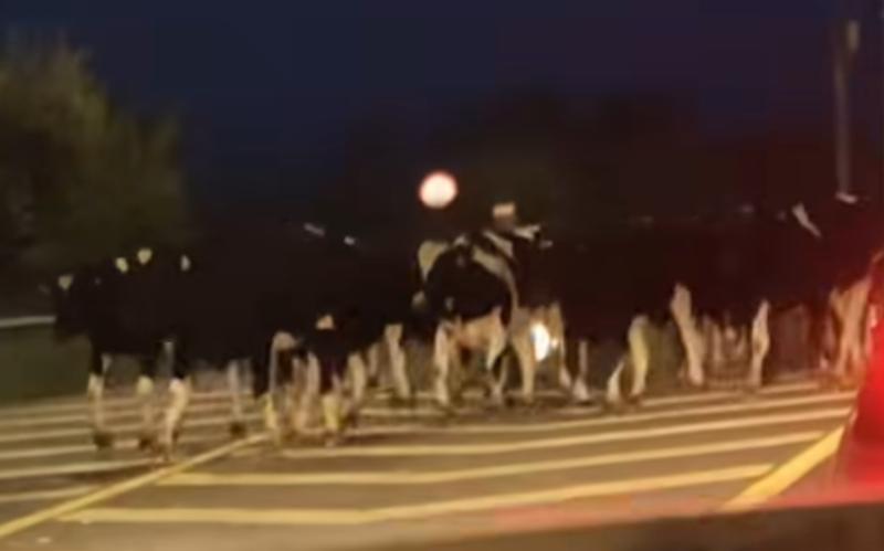 Traffic moo-ving very slowly in Limerick after cattle break out