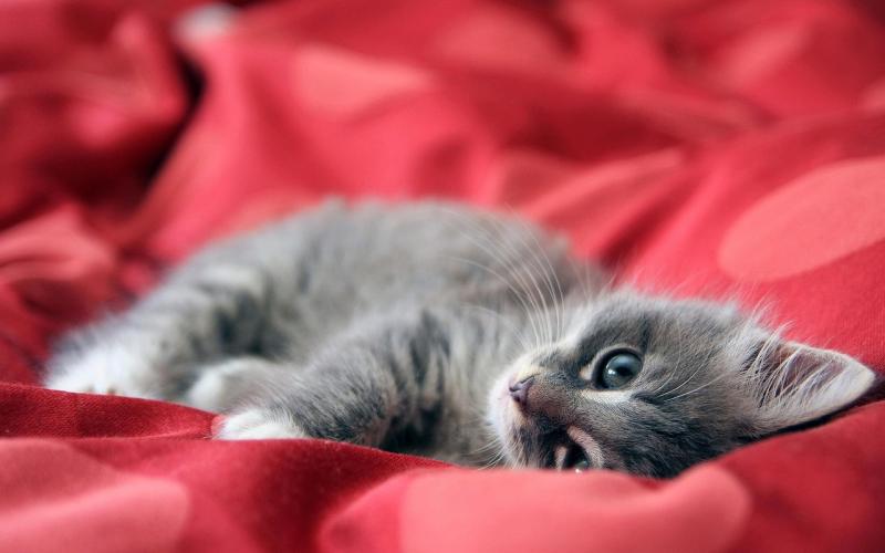 Kildare Animal Foundation releases urgent appeal for bedding
