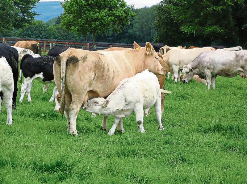 Important October dates for county Longford suckler farmers to take note of