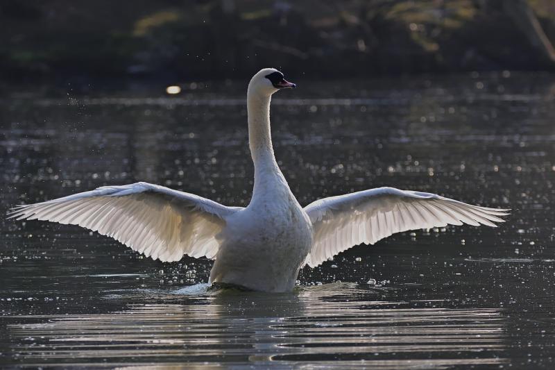 Animal rescue group based in Kildare issues urgent appeal for these vital items
