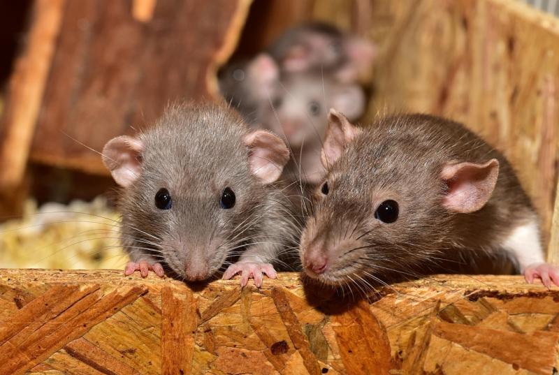 Christmas warning to Waterford homeowners over 'climber' rats invading homes
