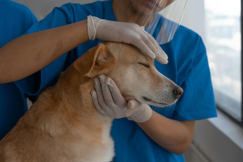 Laois veterinary small animal clinic seeks to build big premises