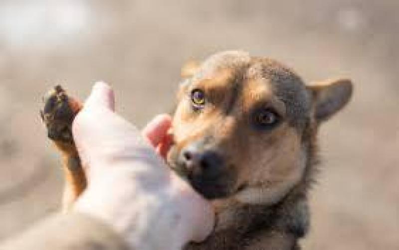 Leitrim Animal Welfare Centre launches appeal for short-term foster owners