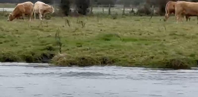 shannon callows cattle marooned