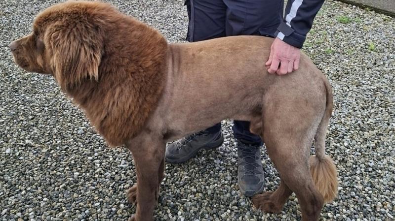 'Mystery solved' - Gardaí give update on reports of 'lion' spotted in Clare forest
