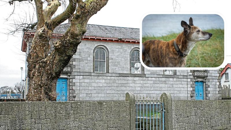 Every dog has its day! Prosecution over lurcher dog in Limerick village is thrown out