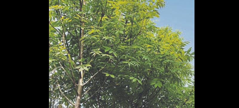 Overgrown trees are encroaching on gardens in Tipperary's largest town