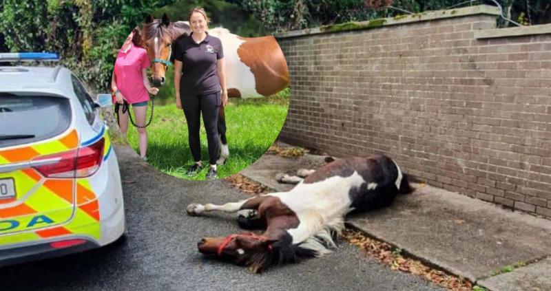 Concern and anger in Tipperary after sulky horse 'left to die alone' on side of street