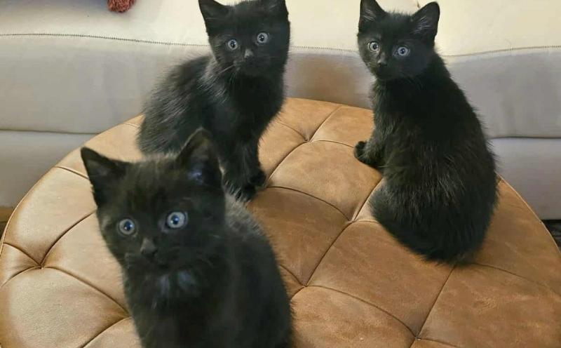 Dogs in pound waiting to be claimed after 'hectic Halloween' for Animals in Need