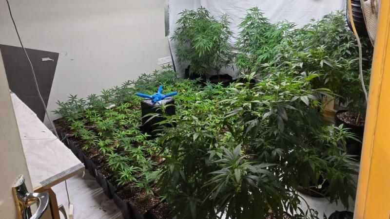 Man (20s) arrested in Magherafelt following seizure of suspected cannabis plants