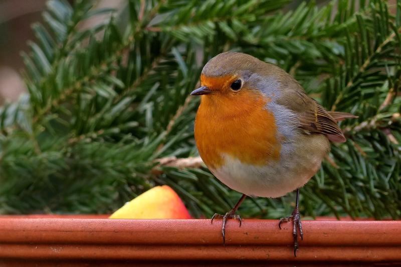 Animal charity based in Kildare to launch new series of free online talks