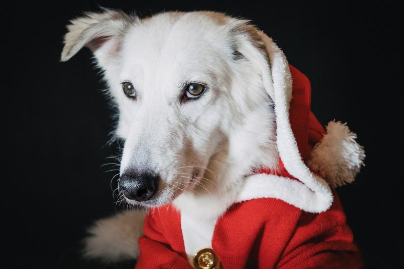 Kildare animal welfare group to make appearance at upcoming Christmas craft fair