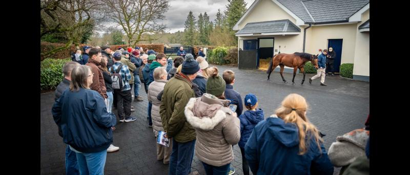 World-class stallions on show for Irish Stallion Trail in January