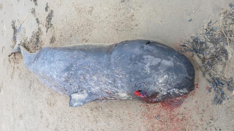 Whale species never before recorded in Ireland washes up on Inishowen beach