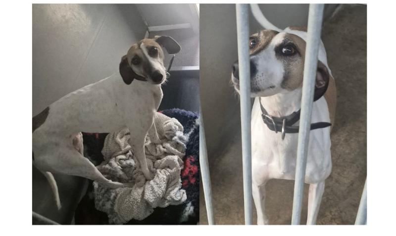 Ellie the Lurcher from Longford NSPCA to spend third Christmas in shelter 