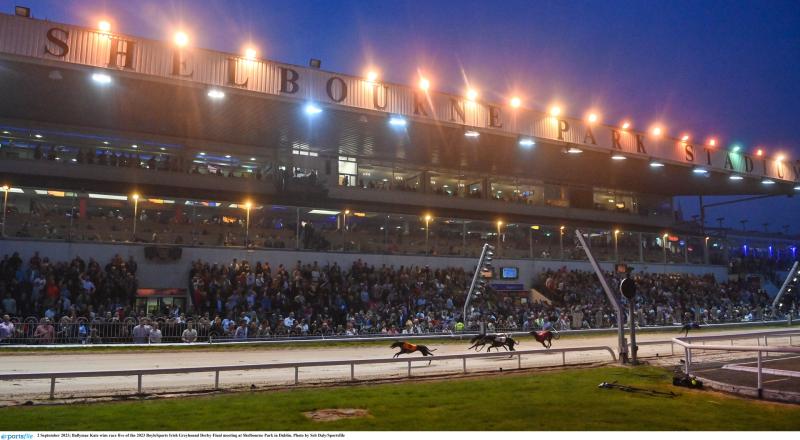 Gone to the dogs: Three Offaly winners as Winter Racing Festival dominates proceedings