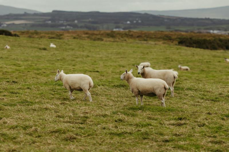 Major boost for Leitrim farmers as sheep scheme payments roll out across northwest
