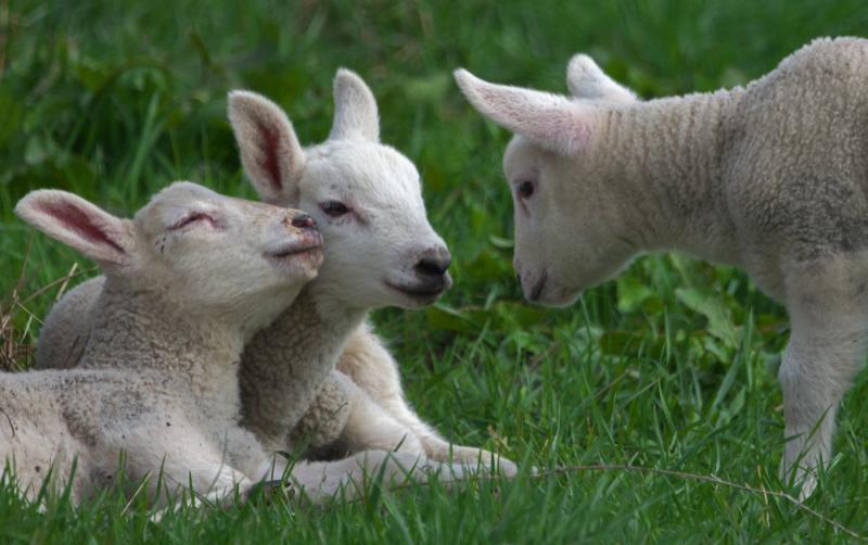 'Worrying' that dogs attacking farmer's livestock at record high during lambing season