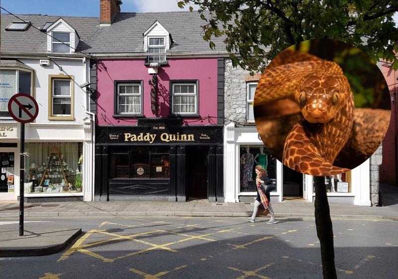 Hiss-teria in popular Ennis pub as snake discovered living in toilet