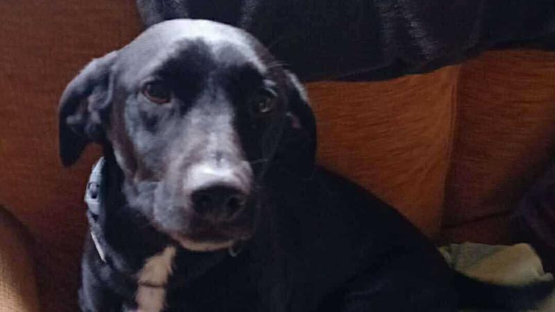 REUNITED! Tipperary dog reunited with family after extensive two-week search