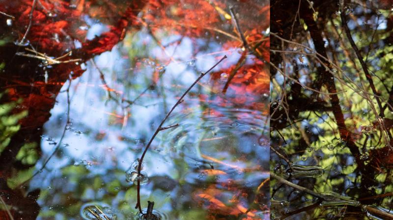A film celebrating Ireland’s bogs coming to Dundalk's An Táin Arts Centre