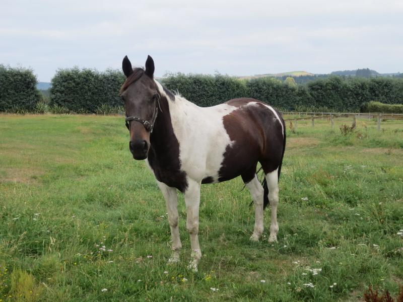 Piebald horse impounded in Portlaoise