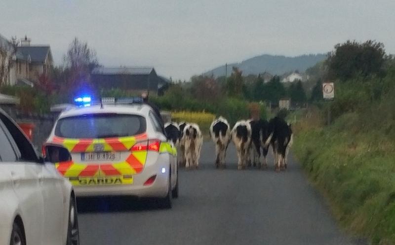 Concerns over cow 'muck' being left on rural roads in Kilkenny