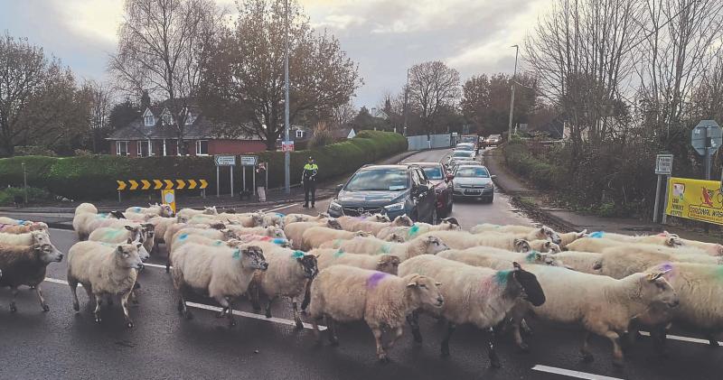 Ewe got this! Limerick gardai direct a flock of sheep instead of traffic